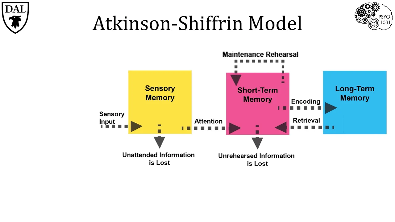 Tricky Topics: Atkinson-Shiffrin Model