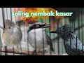 Download Lagu MASTERAN KOMBINASI KAPAS TEMBAK GACOR VS JINGJING PETULAK VS SRIGUNTING ABU ABU