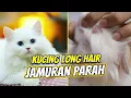 Download Lagu CARA AMPUH MANDIKAN KUCING YANG JAMURAN PARAH