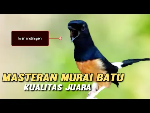 Download MP3 Masteran murai batu mp3 full isian