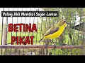 Download Lagu SOGON BETINA PIKAT AMPUH UNTUK PANCINGAN SOGON AGAR BUNYI CEPAT GACOR