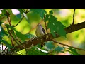 Backyard Birds (4K) 2 Hour Ambient Nature Film with Real Bird Sounds - Washington State