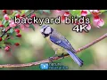 Download Lagu Backyard Birds (4K) 2 Hour Ambient Nature Film with Real Bird Sounds - Washington State