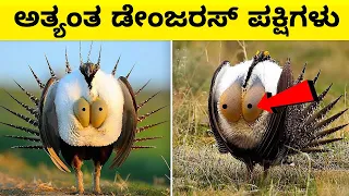 most dangerous birds in the world