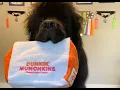 Dunkin and BARK Toys Unboxing Review Newfoundland Dog