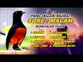 Download Lagu 🔴 LIVE 06 - Pancingan Murai Batu Malam Hari Full Isian Tembakan Kasar Murai Apapun Pasti Emosi