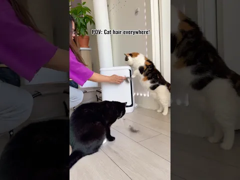 But Levoit said not in Elie’s house 😂❤️ #cat #airpurifier #levoit