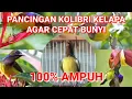 Download Lagu suara pancingan kolibri Kelapa agar bunyi || ampuh memancing kolibri bahan cepat gacor