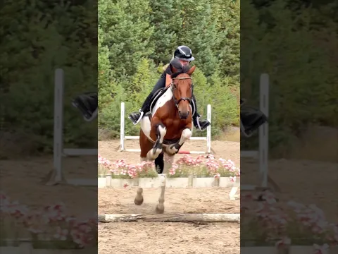NEW HORSE❤️ #shorts #horse