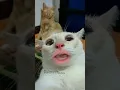 Cat selfie #cat #catcomedy