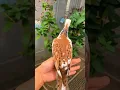 Download Lagu Dove pigeon or pigeon ka result ￼|| Dove pigeon, cross breed ￼.   #shortvideo #birds #dove #viral