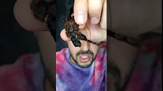 تجربة العنكبوت المجفف Tarantula Food Snacks Crunchy Shorts 