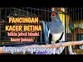 Download Lagu PANCINGAN KACER BETINA bikin jebol birahi jantan bikin kacermu bunyi NGEPLONG GACOR