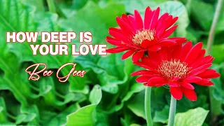 Download How Deep Is Your Love - Golden Sweet Memories Sentimental Love songs 60's 70's MP3