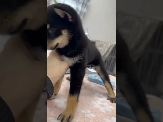 動画
