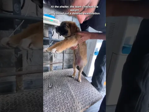 Stray Puppy Found with a Hernia Gets a Second Chance