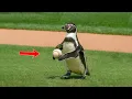 MLB Animal Moments
