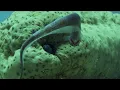 Pearlfish s Gross Hiding Spot BBC Earth