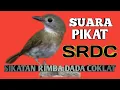 Download Lagu Pancingan dan suara pikat burung srdc