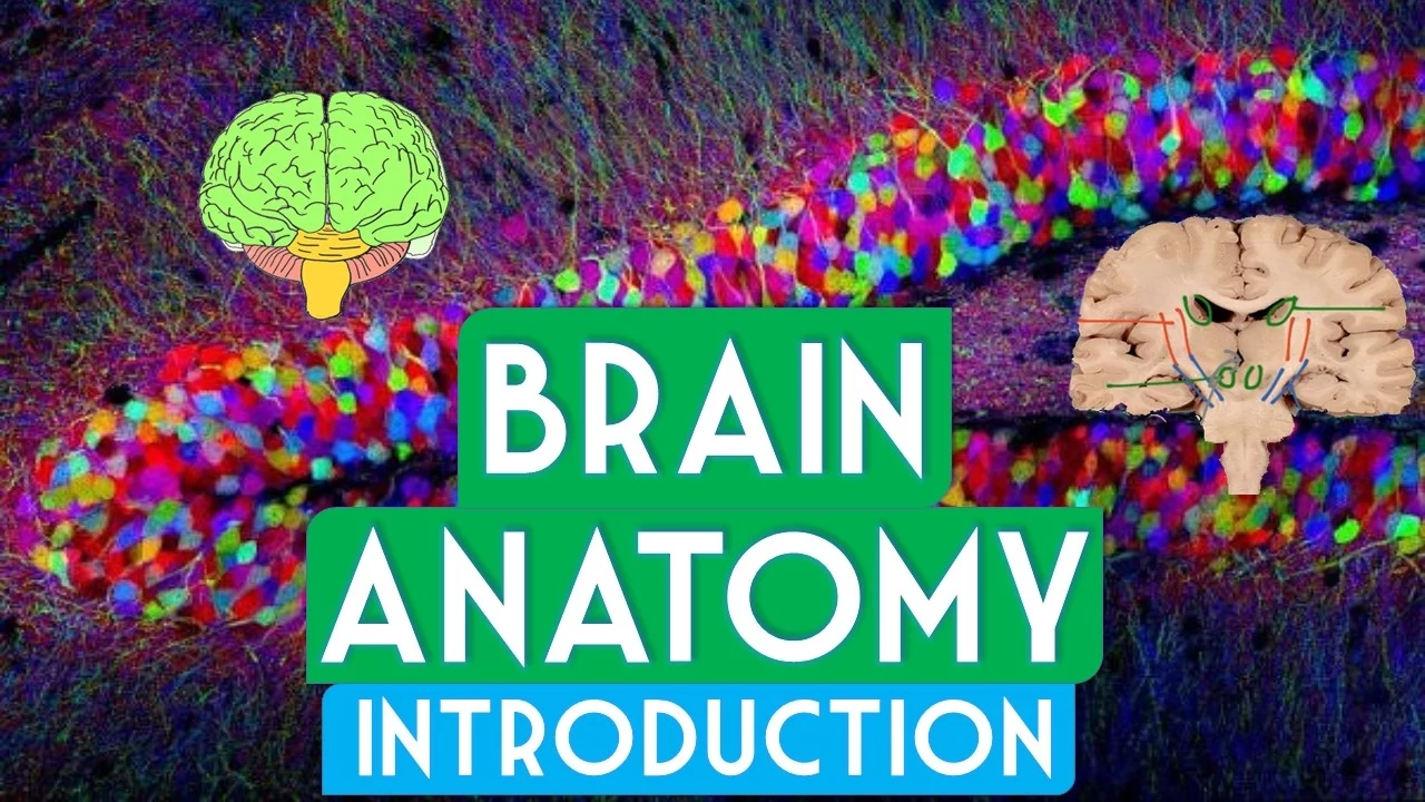 Brain Anatomy Introduction: Structure & Function | Soton Brain Hub