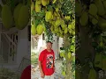Download Lagu Buah Apa Itu Dek #shorts #trending #funny #subscribe