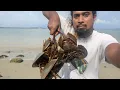 Download Lagu Catch \u0026 cook - cara tangkap belangkas \u0026 masak traditional 🤩🤩🤩