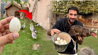 Hamari Big Ducks Ny Ande Dena Start Kr Diye😍