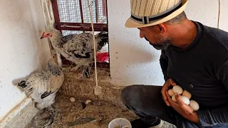 اليوم انا وصالح عالجنا شجرة الزيتون من اصابه خطيرة لكن تفاجئنا وقت دخلنا بيت الدجاج لهذا السبب