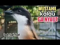 Download Lagu Suara Cendet Gacor TOET TOET biangnya bikin cendet jenis apapun langsung nyaut emosi ikutan bunyi