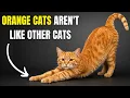 18 Hidden Facts About Orange Cats That Only 1 of Owners Know