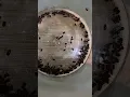 Cigarette beetles Playa del Carmen Mexico pantry insect pest life