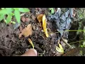 Organic coca seeds