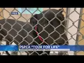 Pennsylvania SPCA s Tour for Life starts Monday