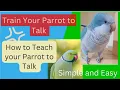 Download Lagu Teach Your Parrot to Talk with my Parrot | Quaker Parrot Talking | Monk Parakeet Talking 🦜
