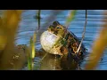 Lagu Mesmerizing Chirring of the European Green Toad ~ Bufotes viridis