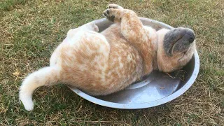 You can't get past this FUNNY DOGS video! 🤣😂 Funniest Dogs of 2026