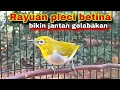 Download Lagu Suara Call PLECI BETINA Buxtoni Manggil Jantan