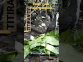 Download Lagu Sangkar jebak ruak ruak mikat Burung sawah selepas hujan #shorts #ruakruak #jebakruakruak