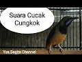 Download Lagu Suara Cucak Cungkok
