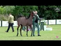 Download Lagu N 2 DANUBIA   Sopot Arabian Horse Show 2023   Yearling Female Section A Class 1A