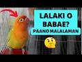 Download Lagu PAANO MAG-GENDER NG AFRICAN LOVEBIRD | HOW TO KNOW THE SEX OF  YOUR LOVEBIRDS
