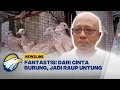 Lagu Hobi Pelihara Burung Perkutut, Ternyata Bisa Untung Ratusan Juta - [Newsline]