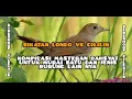 Download Lagu sikatan londo Nightingale vs cililin. masteran dahsyat untuk burung jawara