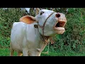 Lagu Real Cow Mooing Sound And Videos, 7 Cow Sound Loudly At Village | Tobibul