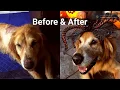 Tigger s Rescue Journey