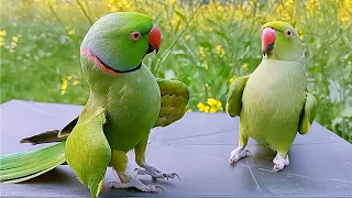 Download Ringneck Parrot Videos Compilation MP3