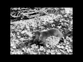 Thylacine - from Tasmania The Wonderland (1935)