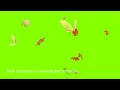 Autumn leaves green screen #4