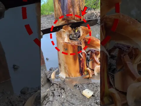 وجد شئ عجيب داخل هذا الشاجره