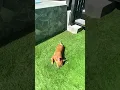 Download Lagu Summer time #music #dog #frenchbulldog